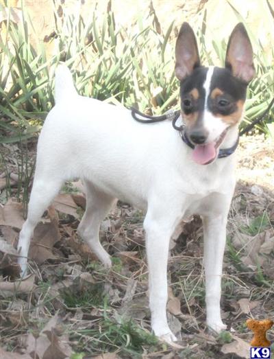 AKC Female --Sindey